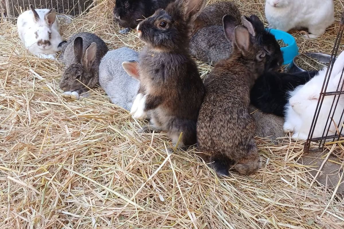 Combaten abandono y maltrato de conejos