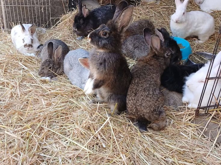 Combaten abandono y maltrato de conejos