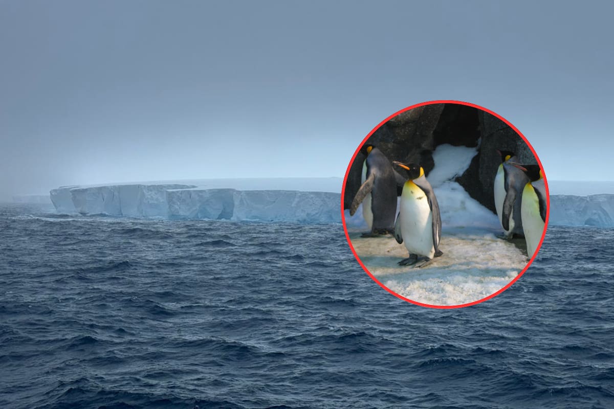 El gigante de hielo se acerca: Iceberg amenaza la biodiversidad de Georgia del Sur