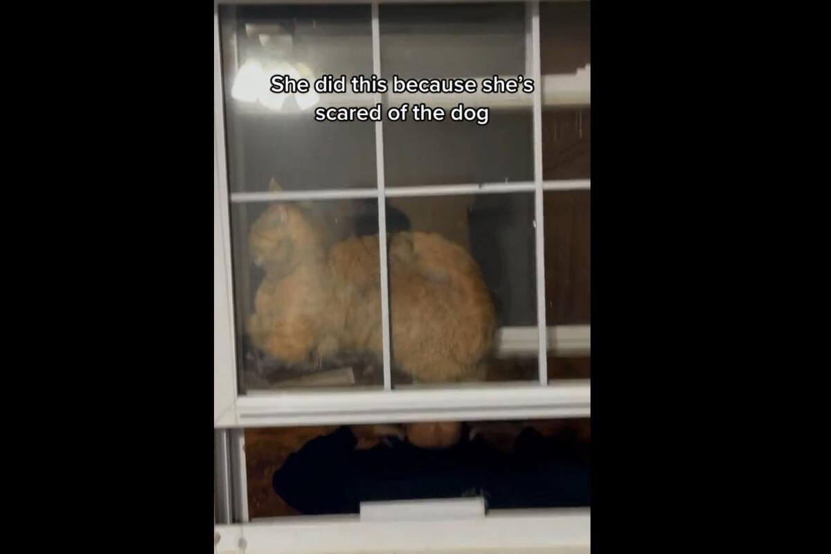 VIDEO TIKTOK: Gatito queda atorado en una ventana al ver la mascota de su dueña