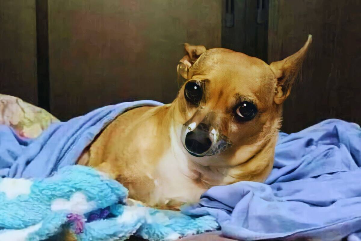 ¿Cuáles fueron los primeros animales en tener relaciones sexuales?