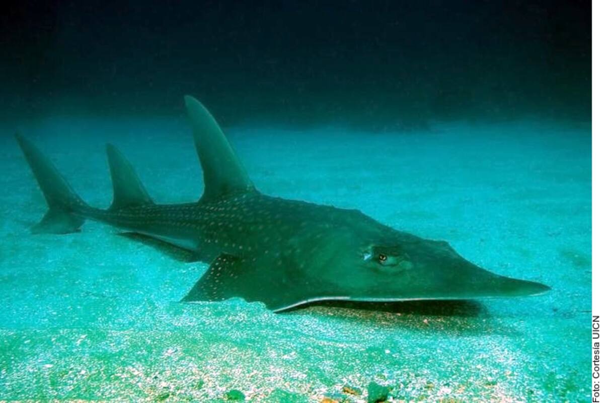 A nivel mundial, más de 28 mil especies están en peligro de extinción