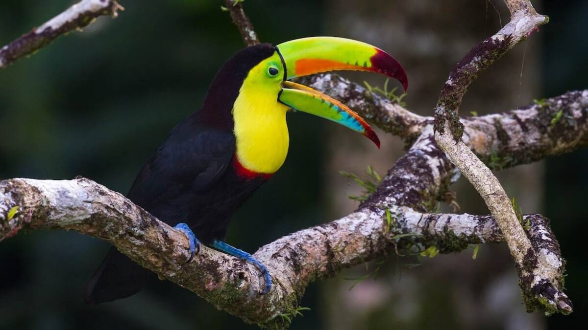Población de aves tropicales se redujo hasta un tercio en todo el mundo entre 1950 y 2020 por olas de calor y cambio climático, según estudio internacional