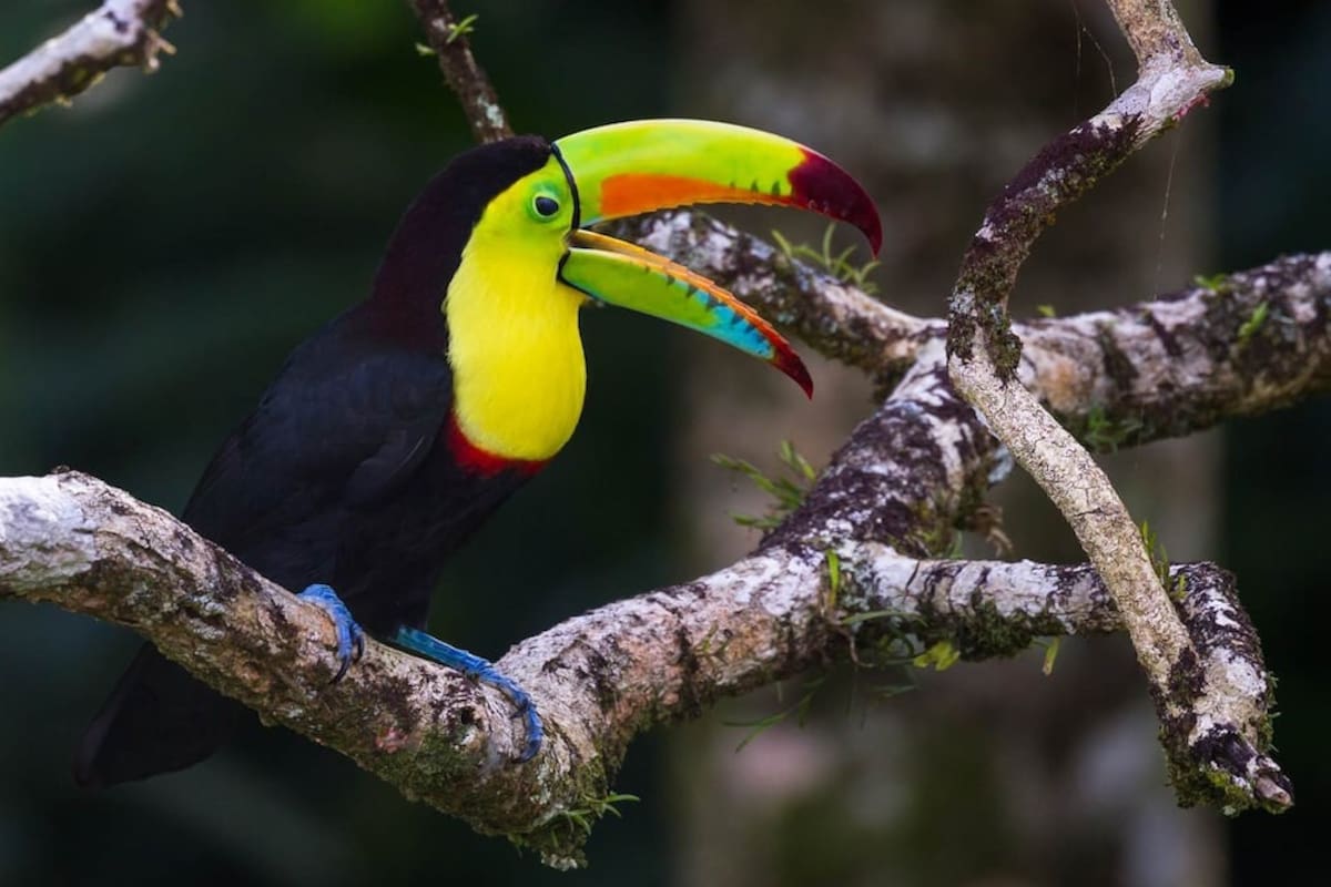 Población de aves tropicales se redujo hasta un tercio en todo el mundo entre 1950 y 2020 por olas de calor y cambio climático, según estudio internacional