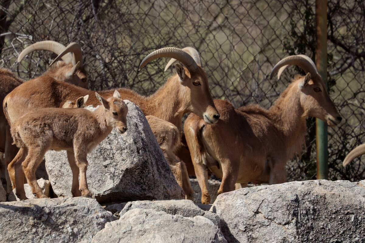 Centro Ecológico tiene nuevos huéspedes