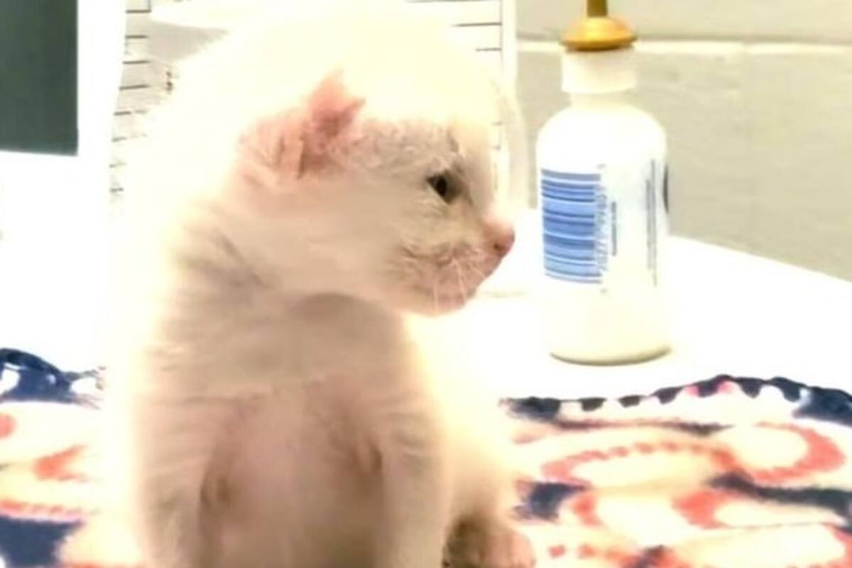 Gato camina gracias a férulas caseras