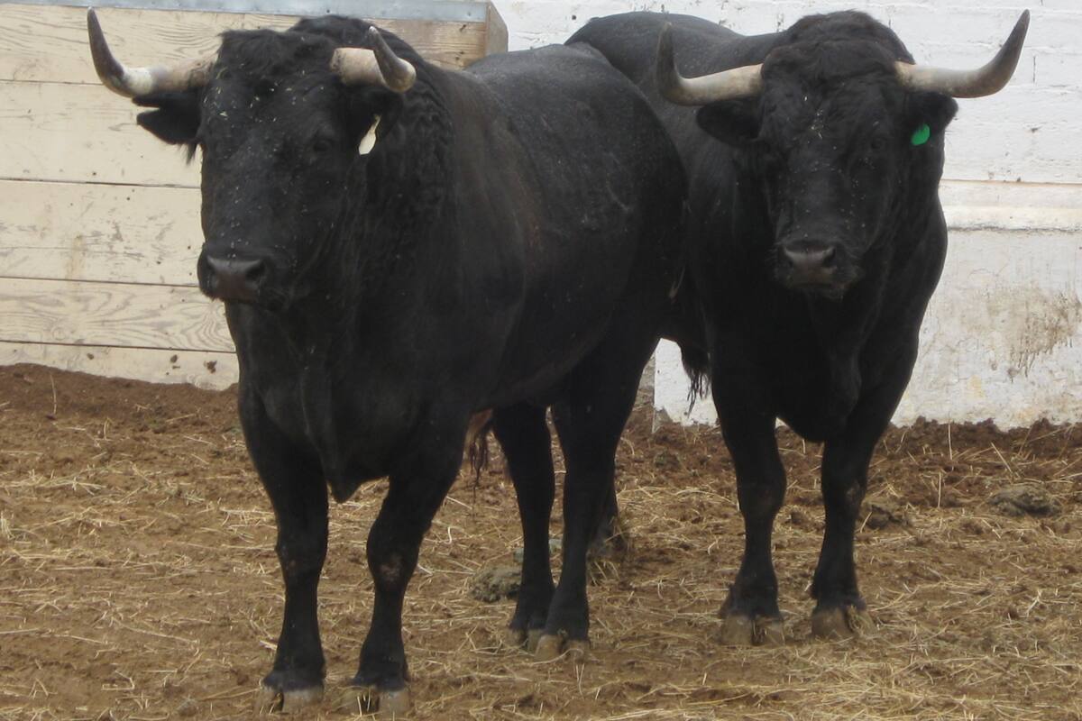Corridas de toros están suspendidas en Tijuana