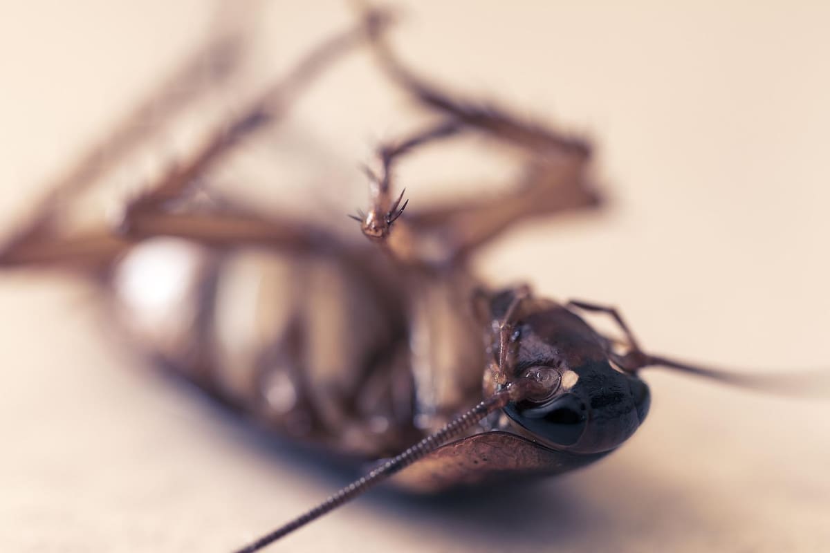 Pintan por encima de una cucaracha muerta sin percatarse de ello