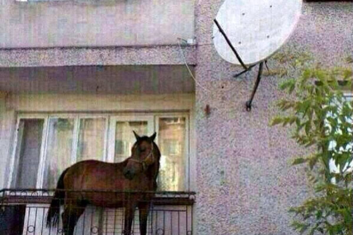 Hombre roba un caballo y lo intenta esconder en su departamento en el tercer piso