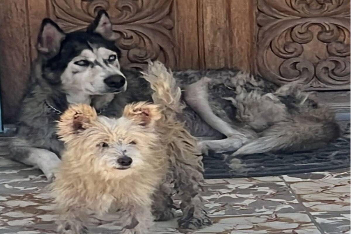Maltrato animal: Rescatan a dos perros abandonados durante cateo en Tijuana
