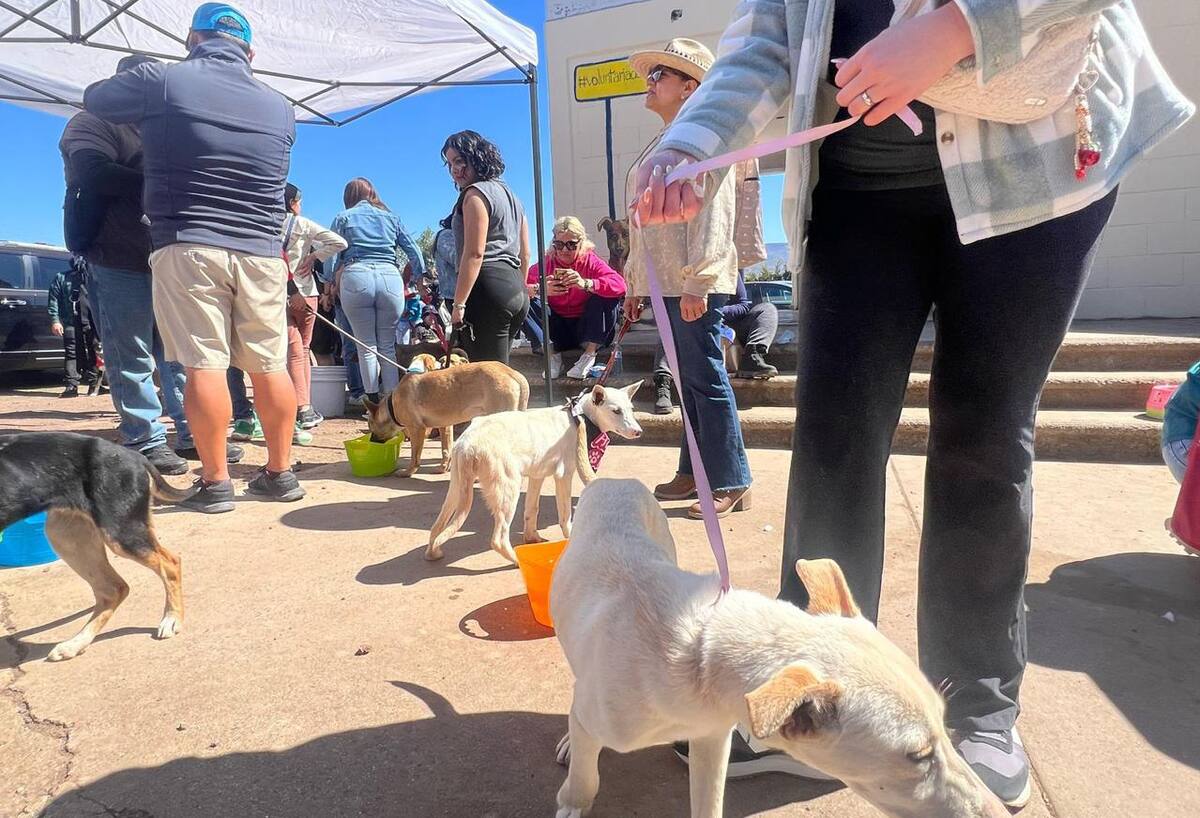 Actualmente hay al menos 50 perros adultos y 29 cachorros en la Perrera Municipal.