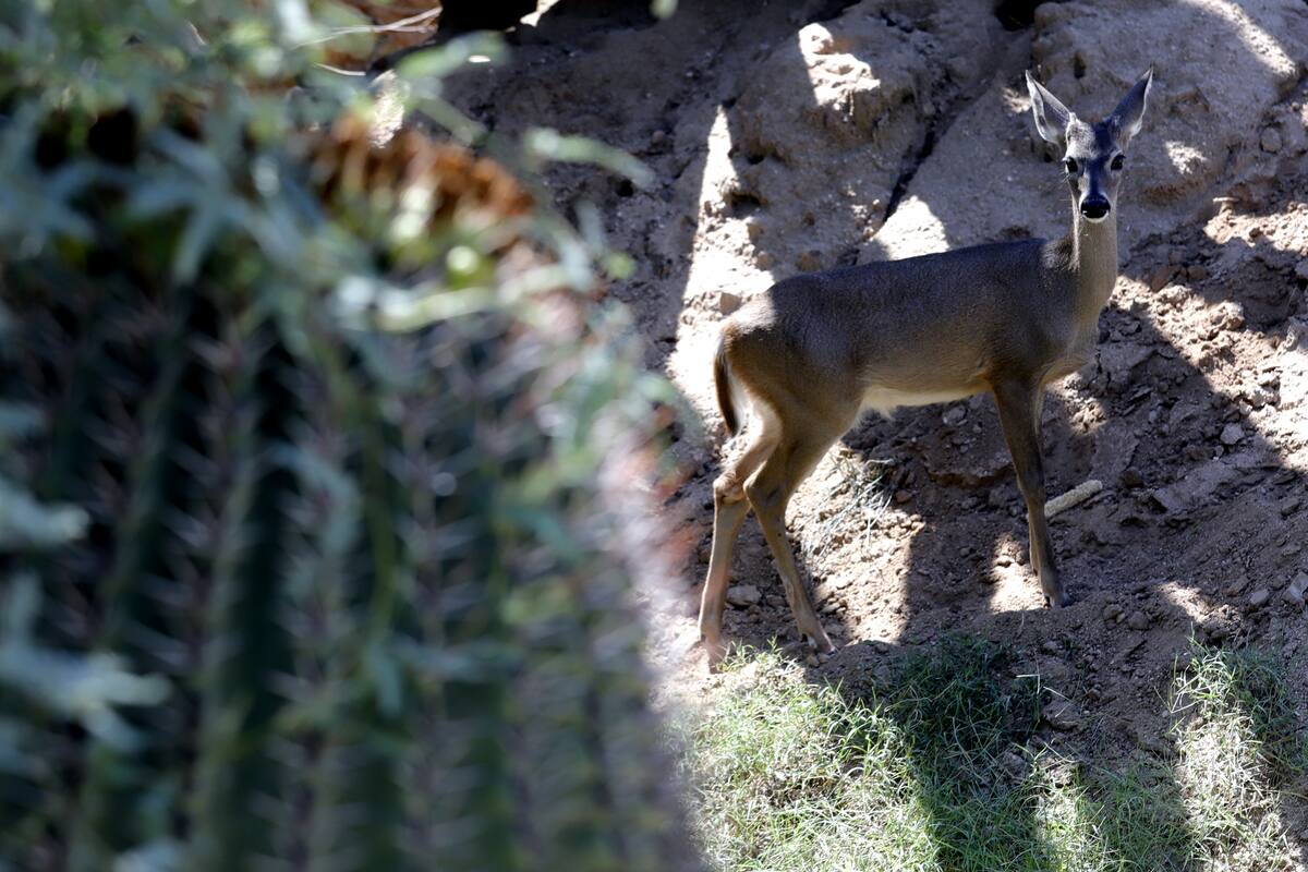 Comienza la temporada de caza en Sonora