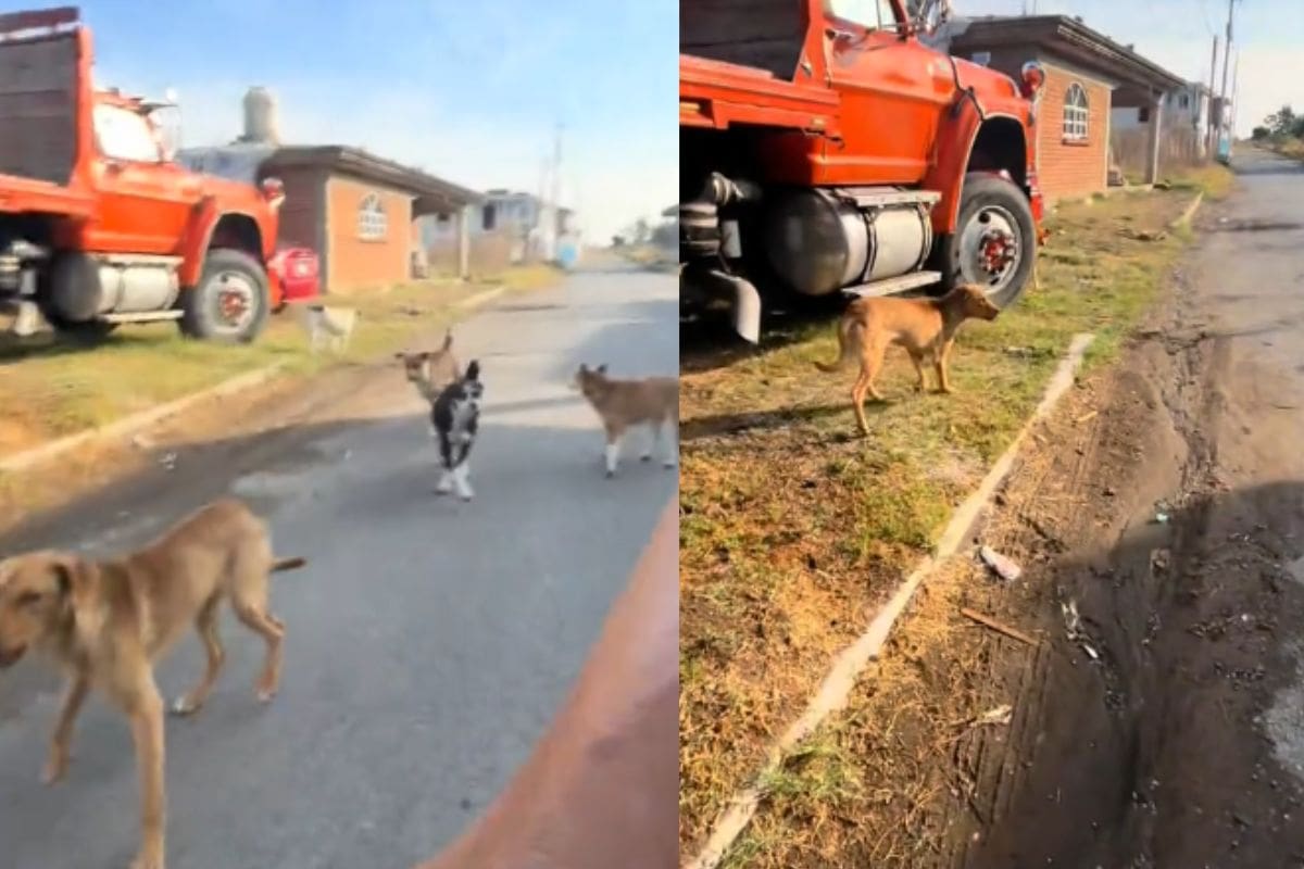 “¿Tienen un minuto para hablar de la Biblia?”: El insólito truco de un ciclista para espantar perros callejeros
