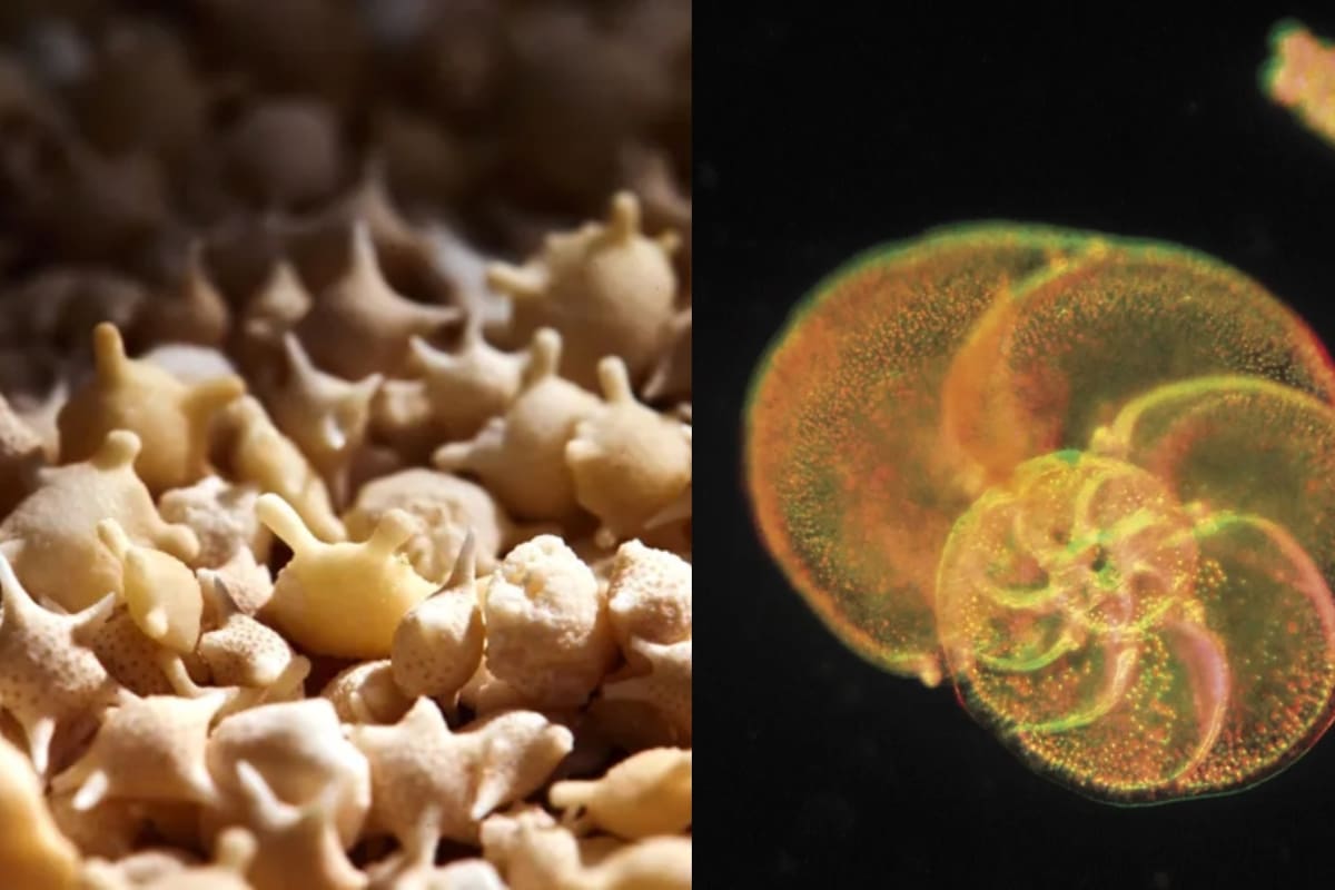 ¿Qué son y de dónde provienen las misteriosas mini estrellas en la arena de las playas de Japón?