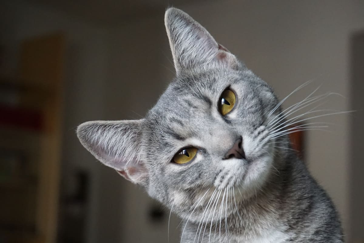 La gripe aviar en gatos podría representar una amenaza para la salud humana, según expertos