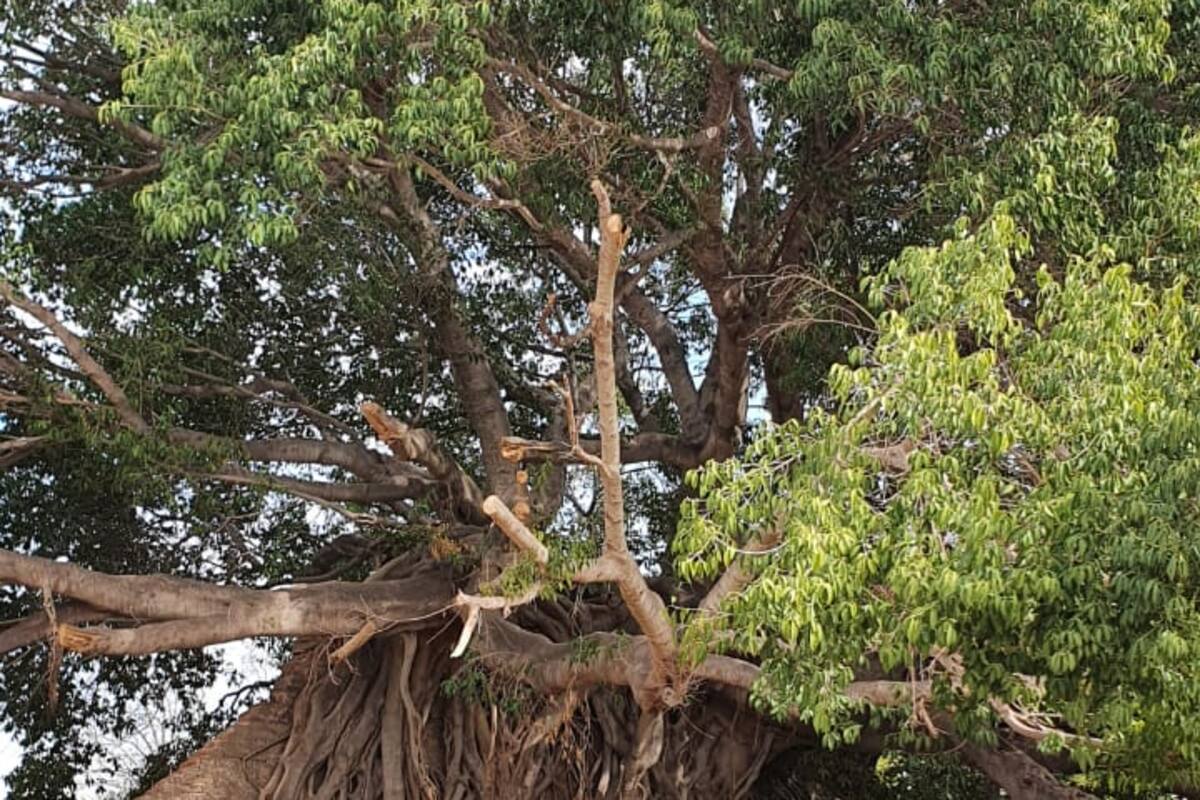 Árbol de 140 años esconde secretos y misterios de Navojoa