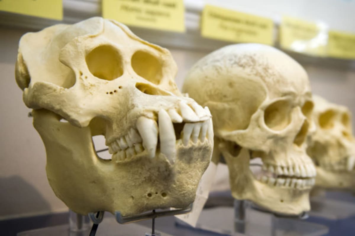 ¿Los humanos antiguos tenían cola? esto es lo que indica la ciencia