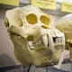 ¿El eslabón perdido? Hallan en China cráneo humano de un millón de años que revela rama desconocida de la evolución