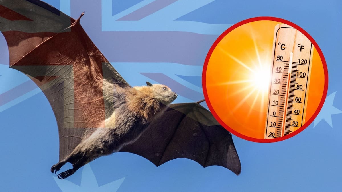 Ola de calor extrema en Australia provoca muerte masiva de los murciélagos ‘zorros voladores’ y enciende alerta por crisis climática y ecológica