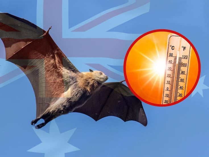 Ola de calor extrema en Australia provoca muerte masiva de los murciélagos ‘zorros voladores’ y enciende alerta por crisis climática y ecológica