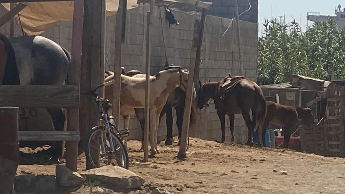 El Movimiento Animalista de Ensenada presentó una denuncia ante la Fiscalía por las condiciones en las que permanecen varios equinos, luego de la muerte de un caballo en Playa Hermosa. Foto: Cortesía