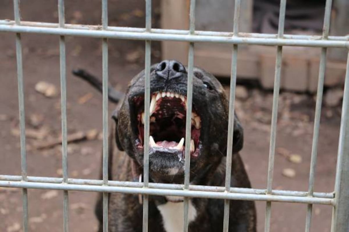 Atacan perros a dos personas; una de ellas es menor de edad