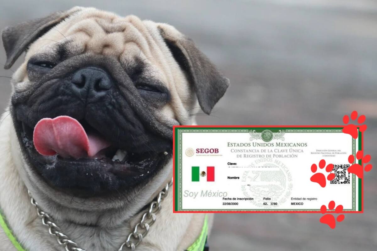 ¿CURP para mascotas es obligatoria? esto necesitas para tramitarla