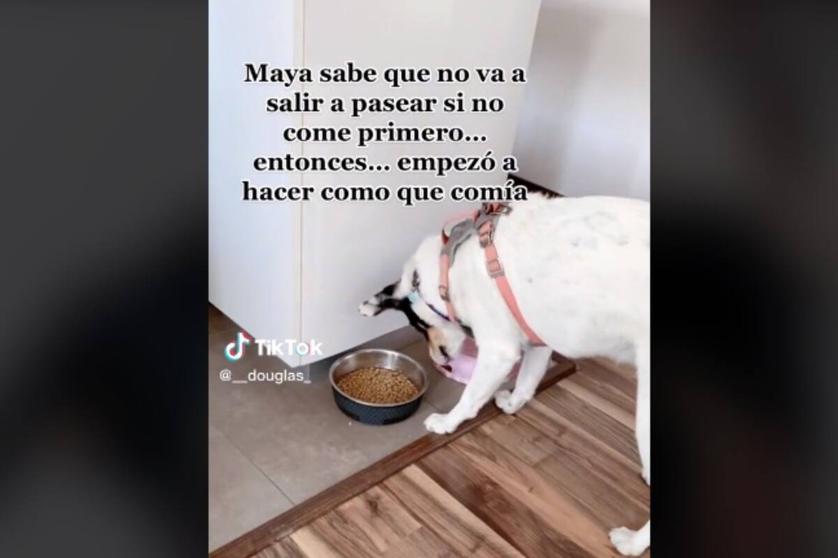 Perrita finge comer croquetas para que la lleven de paseo