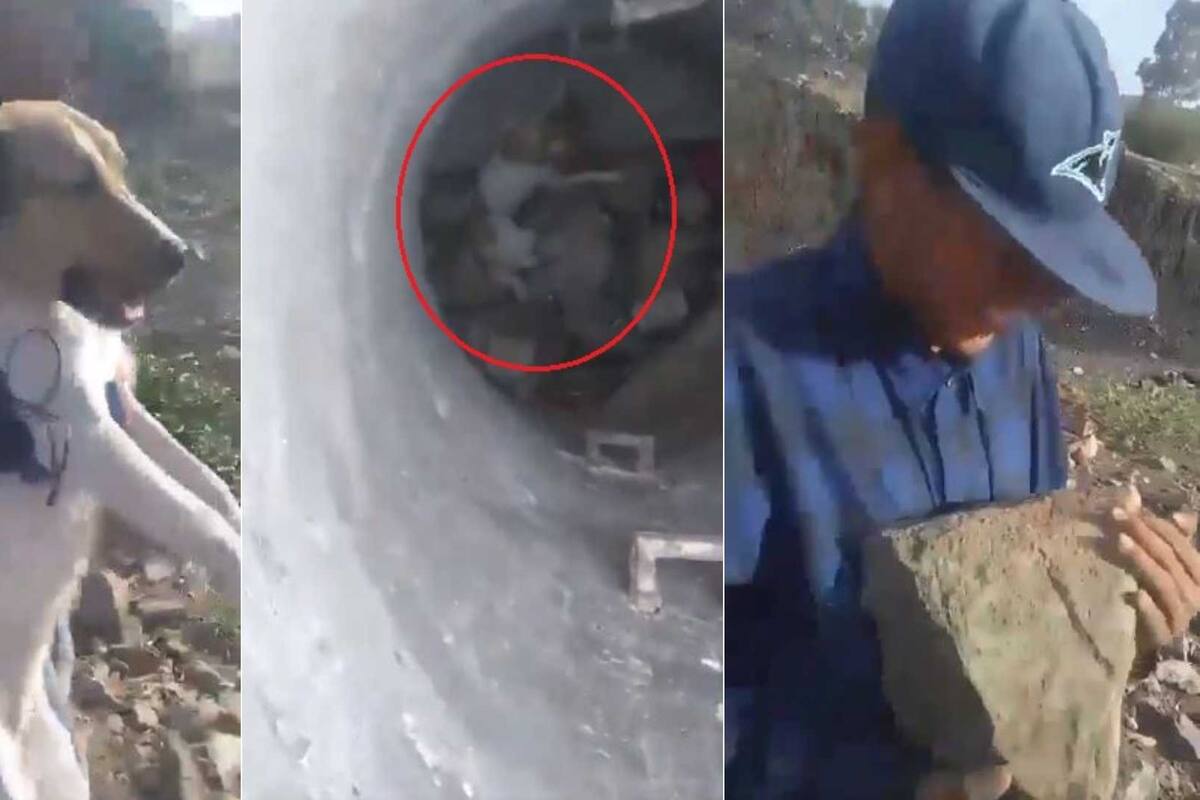 ¡Indignante! Jóvenes lanzan a perrito a un pozo y se burlan de él; usuarios piden castigo