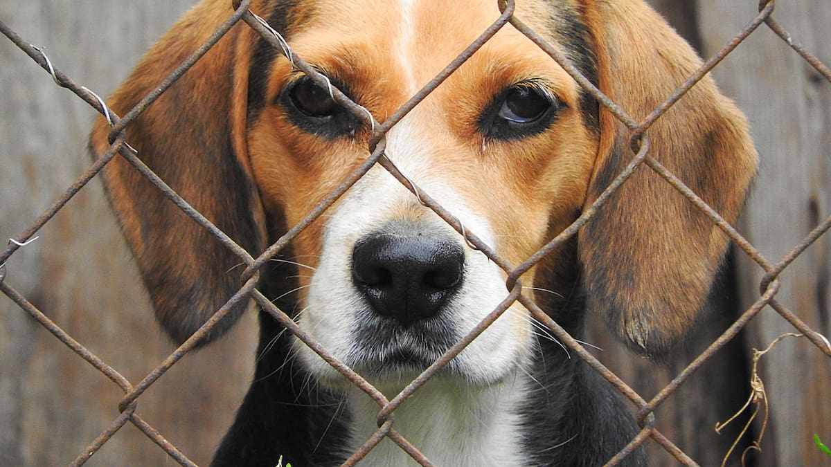 Rescatan a 1,500 perros beagle de centro de investigación en Estados Unidos tras denuncias de maltrato y protestas en Wisconsin; comienzan traslados, rehabilitación y proceso de adopción para darles una nueva vida fuera del laboratorio