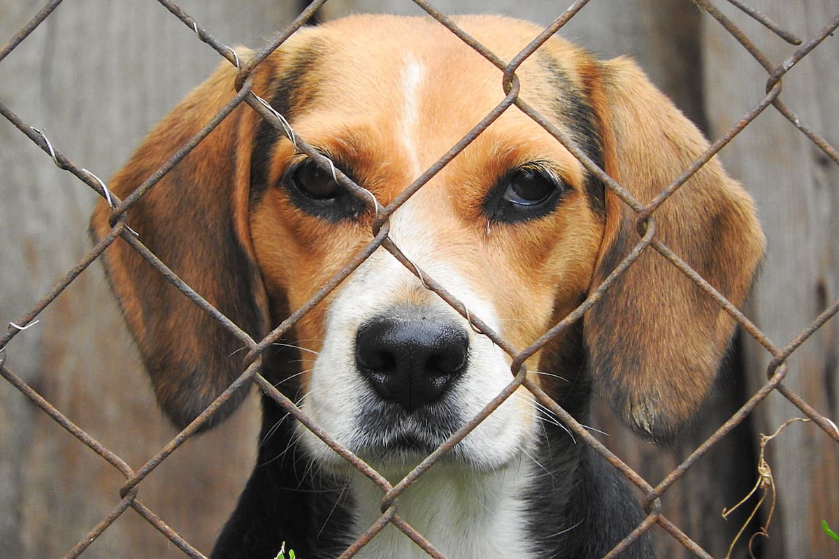 Rescatan a 1,500 perros beagle de centro de investigación en Estados Unidos tras denuncias de maltrato y protestas en Wisconsin; comienzan traslados, rehabilitación y proceso de adopción para darles una nueva vida fuera del laboratorio