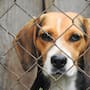 Rescatan a 1,500 perros beagle de centro de investigación en Estados Unidos tras denuncias de maltrato y protestas en Wisconsin; comienzan traslados, rehabilitación y proceso de adopción para darles una nueva vida fuera del laboratorio