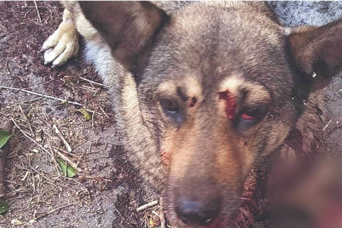 Perrita callejera se recupera tras ser baleada por un policía estatal en Neza