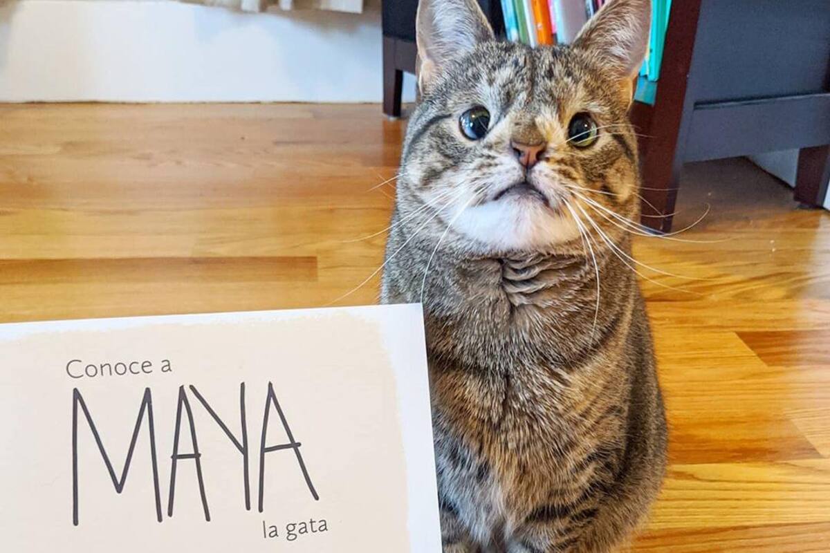 Maya, gatita con ‘Síndrome de Down’, ya tiene su libro en español