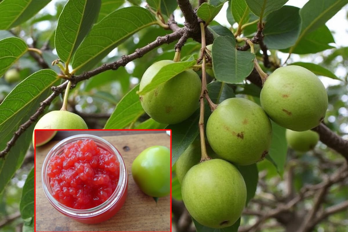 Cómo preparar mermelada de guayaba para esta temporada de resfriados