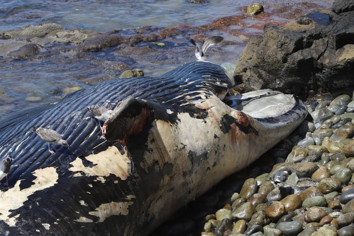 Continúa varado cadáver de ballena que arrojó el mar en Rosarito