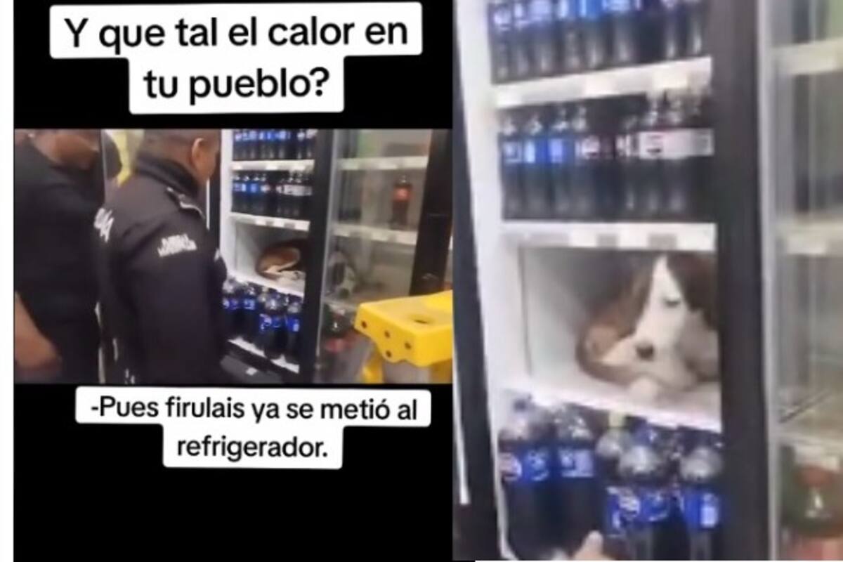 Perrito se refugia del calor en un refrigerador de un abarrotes en Yucatán