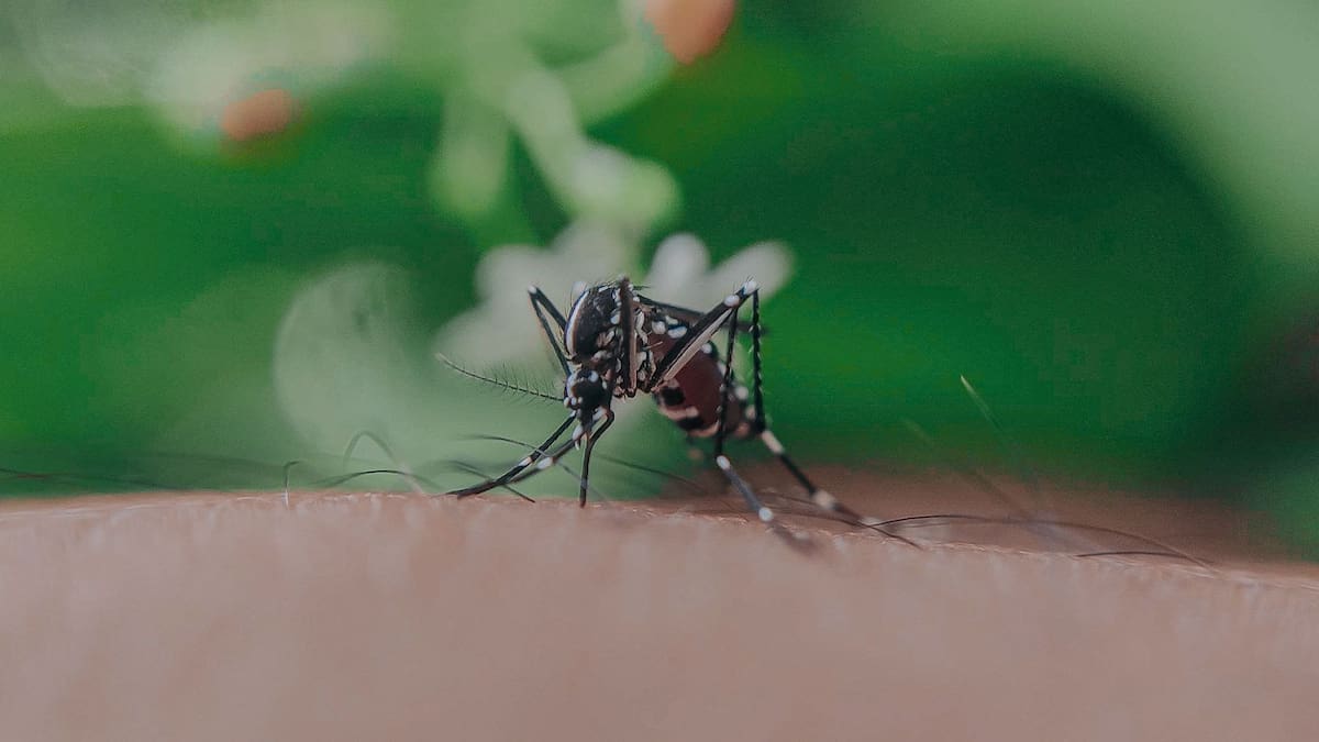 Estudios confirman que los mosquitos generan tolerancia al compuesto DEET apenas tres horas después del contacto inicial, obligando a los usuarios a respetar estrictamente los tiempos de reaplicación