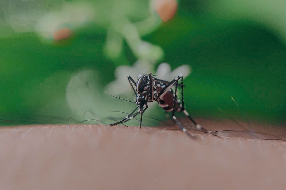 Estudios confirman que los mosquitos generan tolerancia al compuesto DEET apenas tres horas después del contacto inicial, obligando a los usuarios a respetar estrictamente los tiempos de reaplicación