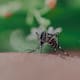 Estudios confirman que los mosquitos generan tolerancia al compuesto DEET apenas tres horas después del contacto inicial, obligando a los usuarios a respetar estrictamente los tiempos de reaplicación