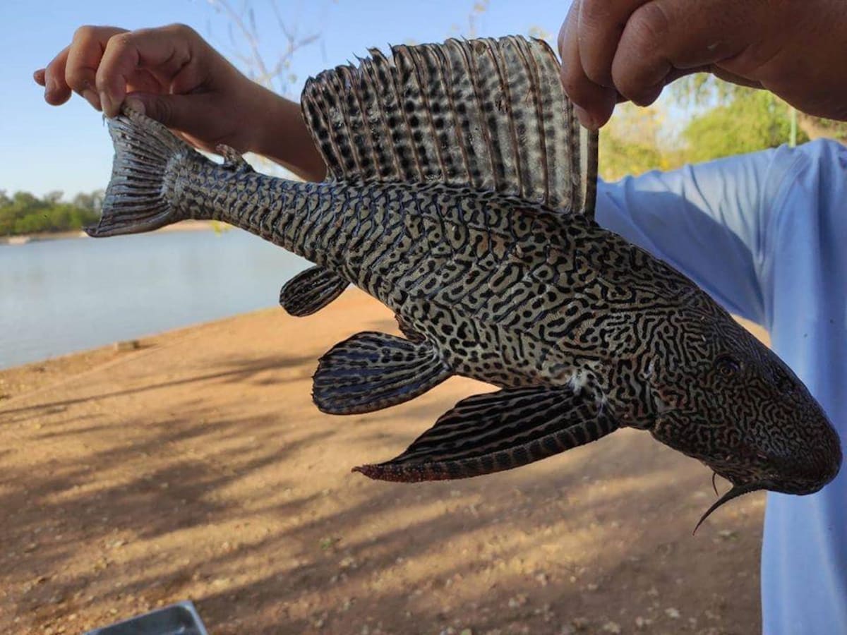 Hasta el momento, no hay un pronunciamiento oficial del municipio de Jolalpan sobre este hallazgo.