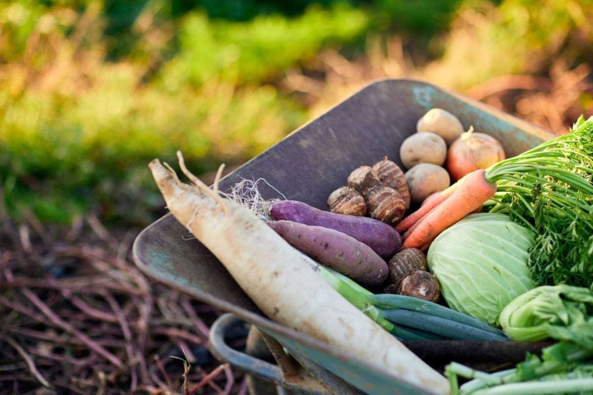 Las frutas y verduras que debes sembrar en mayo para aprovechar las altas temperaturas y evitar que tu huerto casero se seque antes del verano