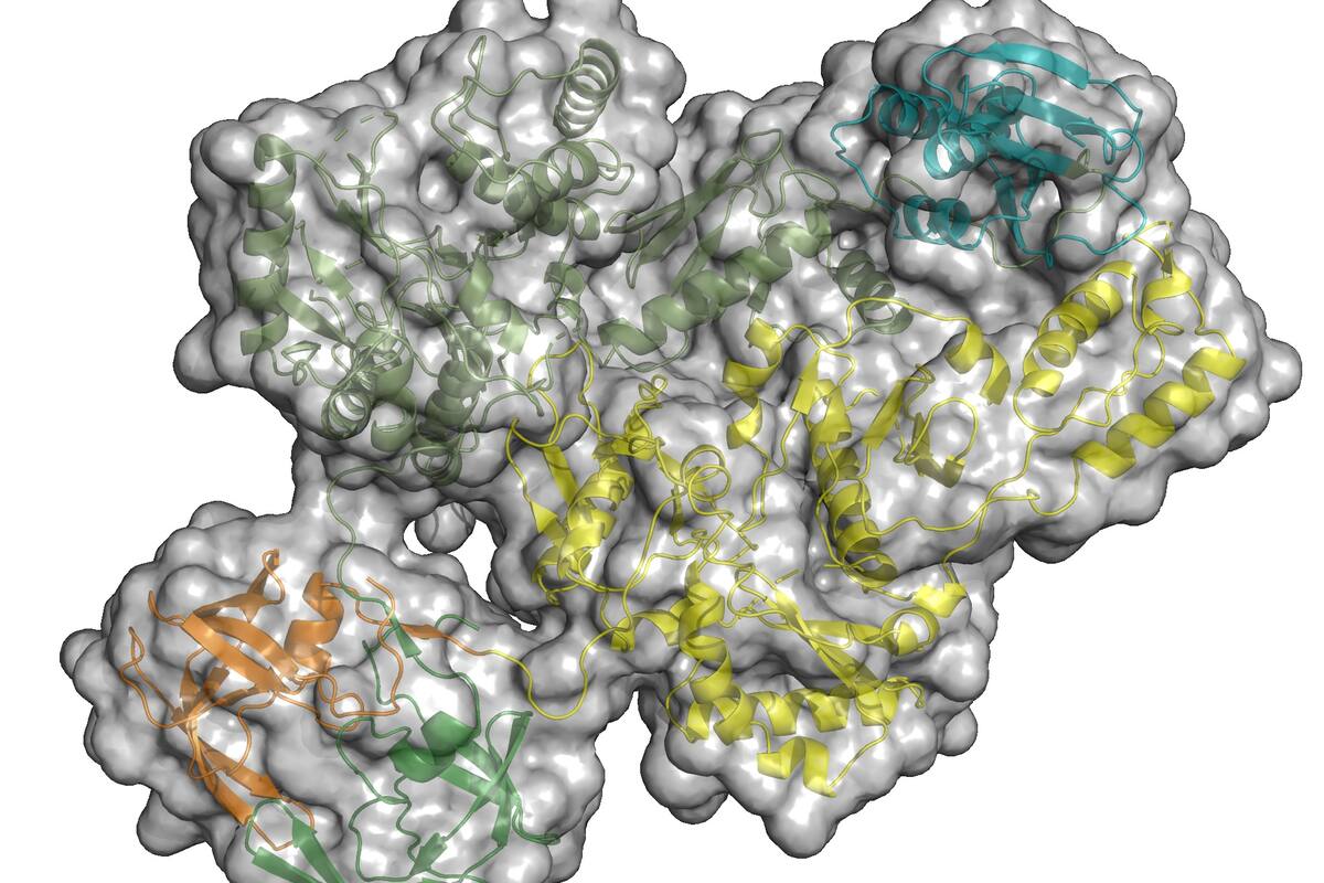 VIH/Sida: Científicos descubren vulnerabilidad del virus que podría ayudar a crear nuevos medicamentos