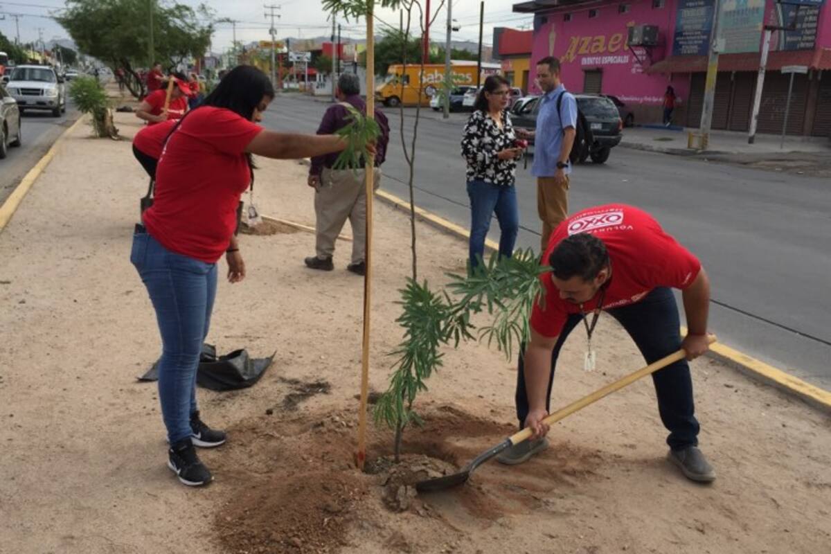 Plantan 30 mezquites para conmemorar Día del Árbol