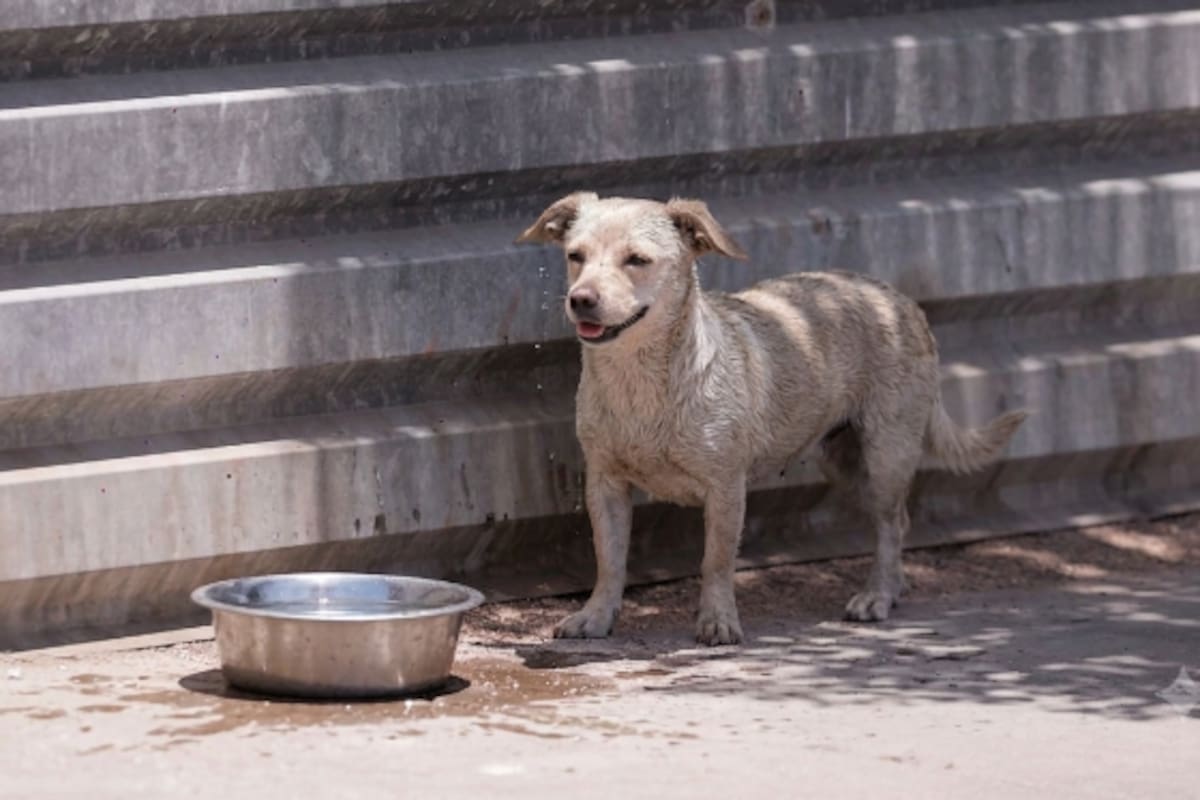 Calor en Mexicali dará un ligero respiro este sábado; máxima será de 42°C