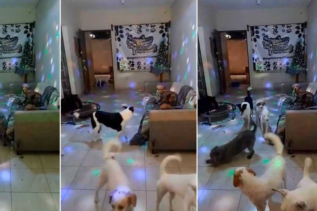 TikTok: Organizan fiesta a perritos en albergue y conmueve las redes
