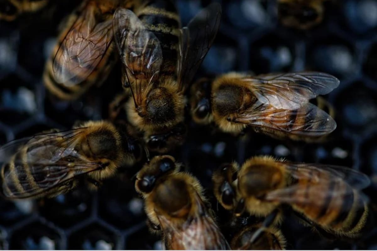 Acto de vandalismo deja alrededor de 30 mil abejas muertas