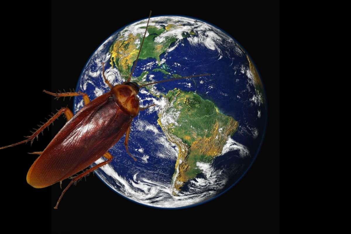 ¿Cuánto tiempo crees que llevan las cucarachas habitando la Tierra?