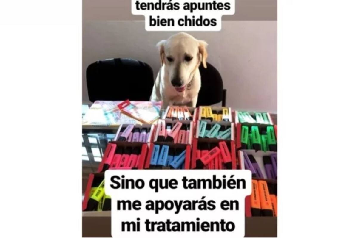 ¡Ternura! Perrito "vende" marcadores para pagar sus medicinas