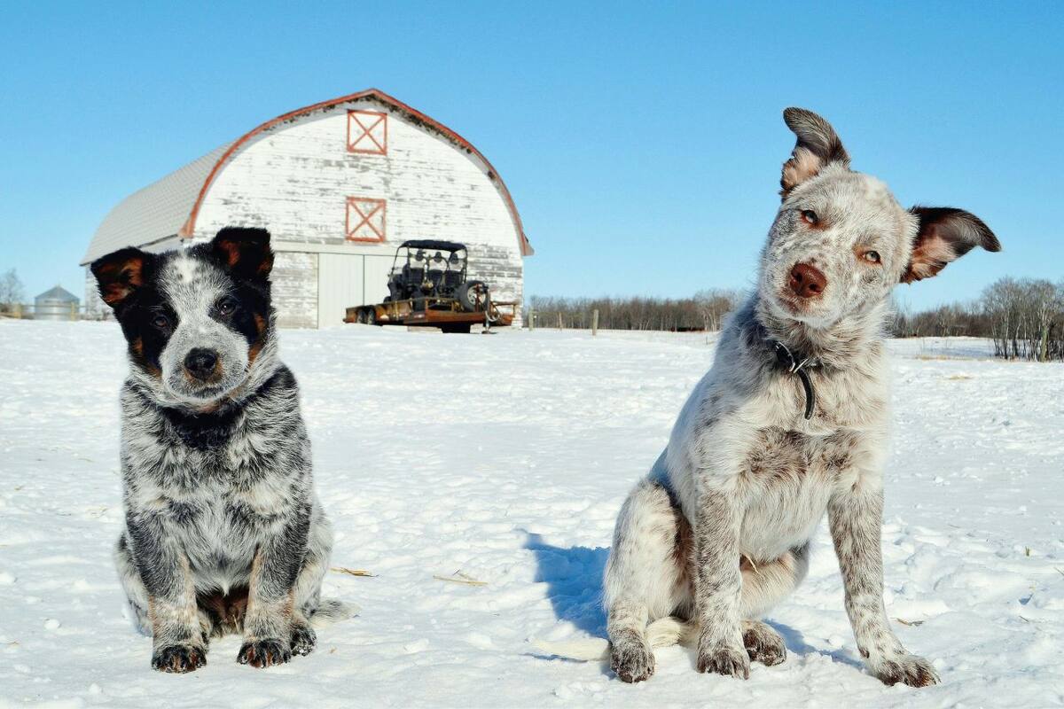 Consejos para proteger a tu mascota durante este Invierno
